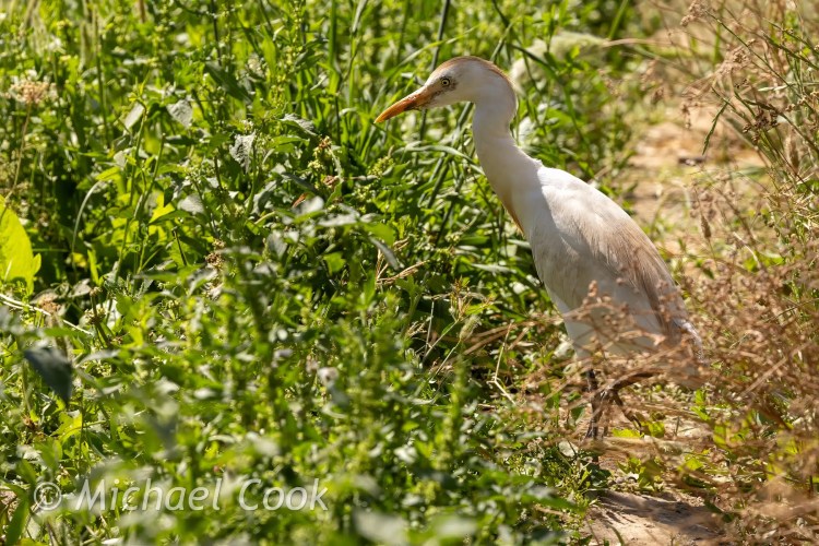 Cattle Egret at Lake Quarun, Egypt, amidst green foliage.