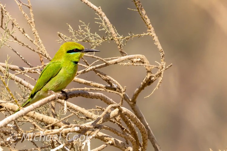 Green bee-eater bird perched on a branch at Lake Quarun, Egypt. Birding at an oasis.