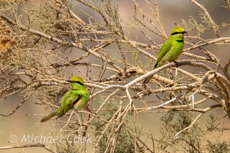 Two Little Green Bee-eaters perched on a tree branch near Lake Quarun, Egypt. Birding in Egypt.