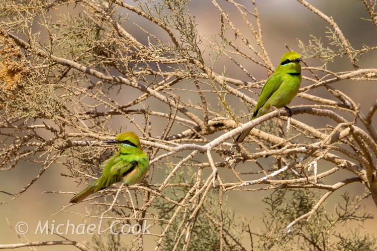 Two green bee-eaters perched in a tree at Lake Quarun, Egypt. Birding destination.