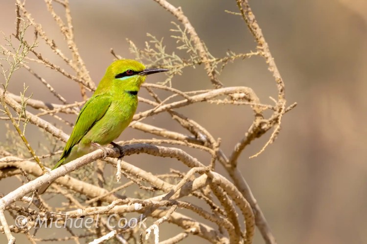 Green Bee-eater perched on a branch at Lake Quarun, Egypt. Birding at an oasis.