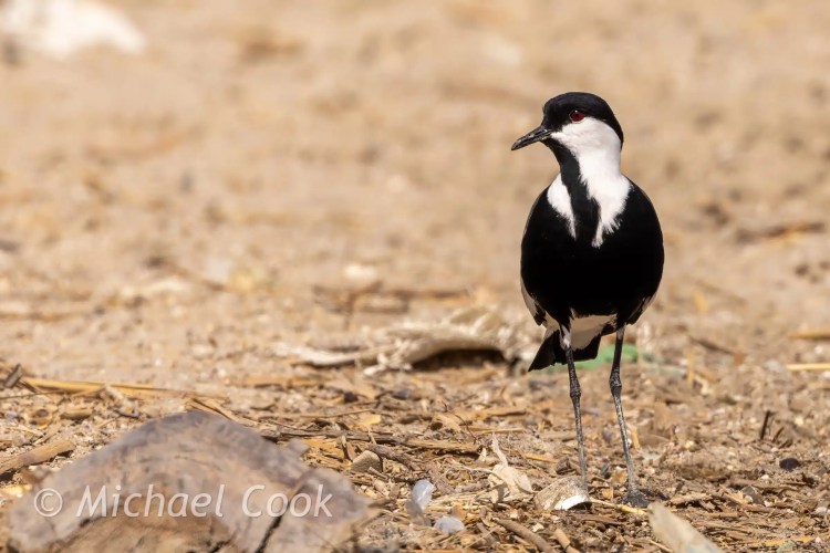 Black-and-white Spur-winged Lapwing at Lake Quarun, Egypt. Birding in Fayoum Oasis.