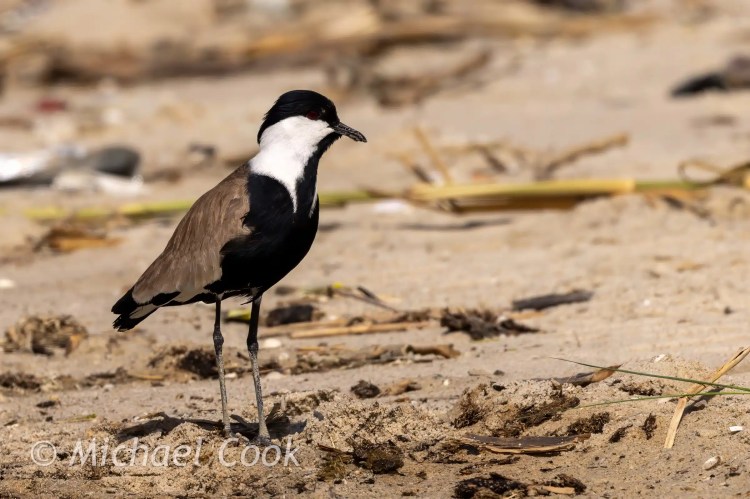 Spur-winged lapwing bird at Lake Quarun, Egypt, standing on sandy ground. Birding at Lake Quarun.