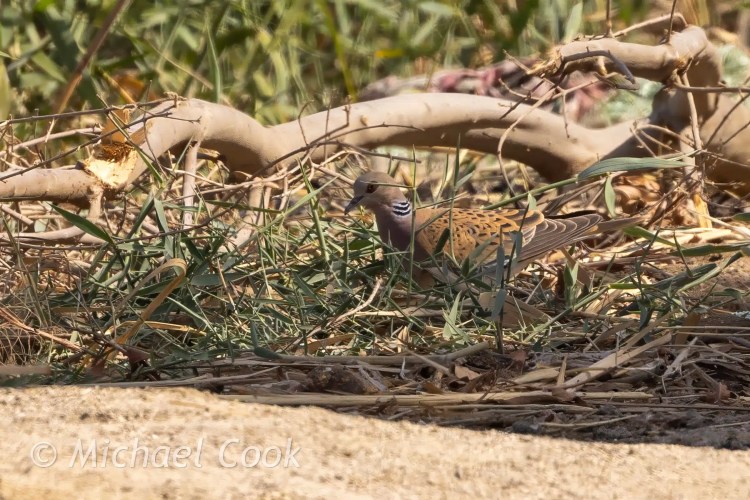 Turtle Dove in natural habitat at Lake Quarun, Egypt. Birding opportunity.