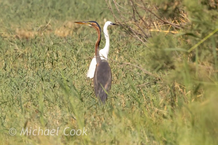 Purple Heron at Lake Quarun, Egypt, standing in tall grass.