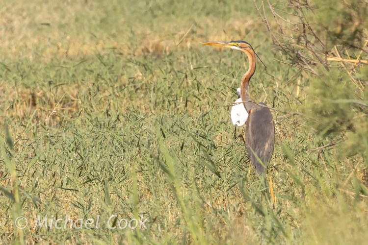 Purple heron in tall grasses at Lake Quarun, Egypt. Birding location.