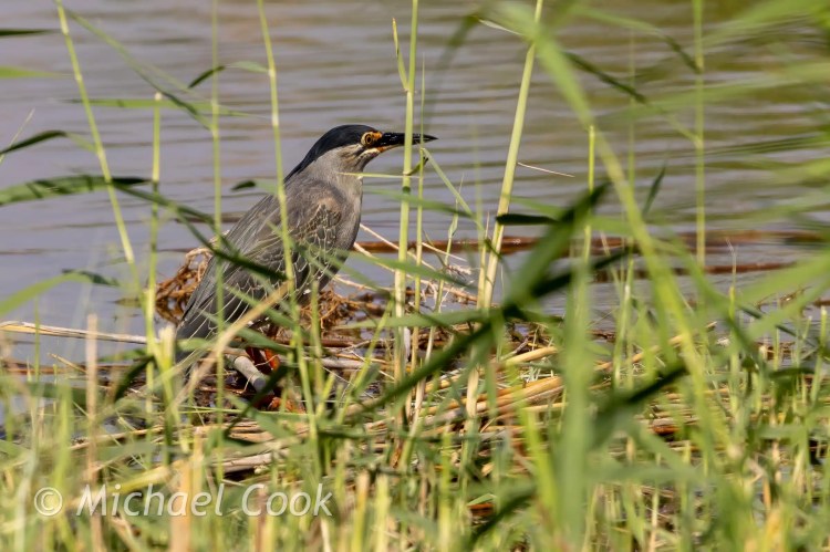 Striated Heron in reeds at Lake Quarun, Egypt