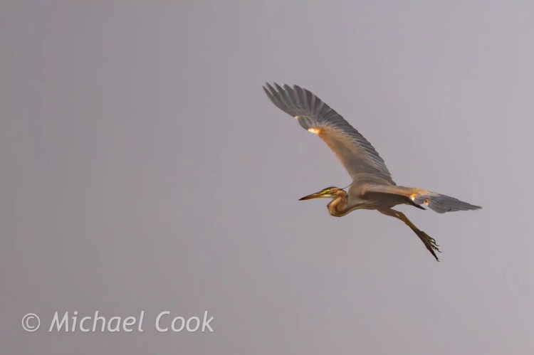 Purple heron in flight over Lake Quarun, Egypt. Birding destination.