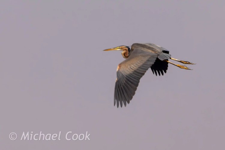 Purple heron in flight over Lake Quarun, Egypt. Birding photo.