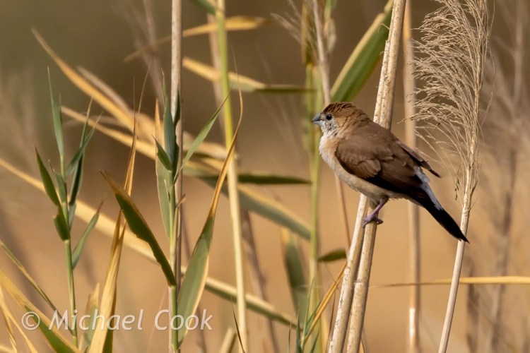 Little brown bird perched on reed at Lake Quarun, Egypt. Birding destination.