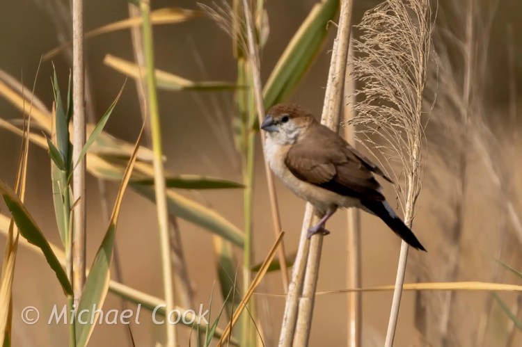 Female African Silverbill perched on reeds at Lake Quarun, Egypt.