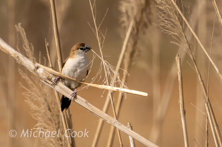 Birding Lake Quarun, Egypt: A small, light brown and white bird perches on a reed, holding a sprig in its beak.