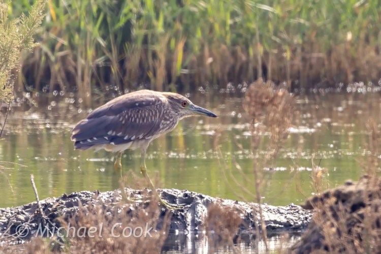 Juvenile night heron at Lake Quarun, Egypt. Brown bird with speckled plumage stands in shallow water.