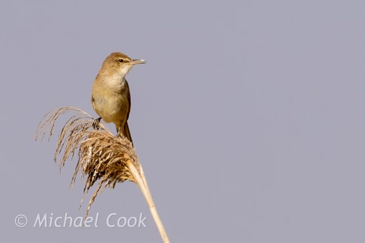 African reed warbler perched on reeds at Lake Quarun, Egypt.