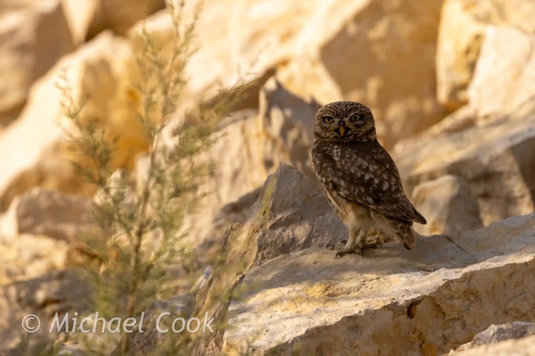 Little Owl perched on rocks near Lake Quarun, Egypt.