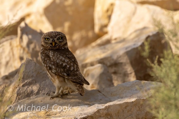 Little Owl perched on a rock at Lake Quarun, Egypt. Birding in Egypt.