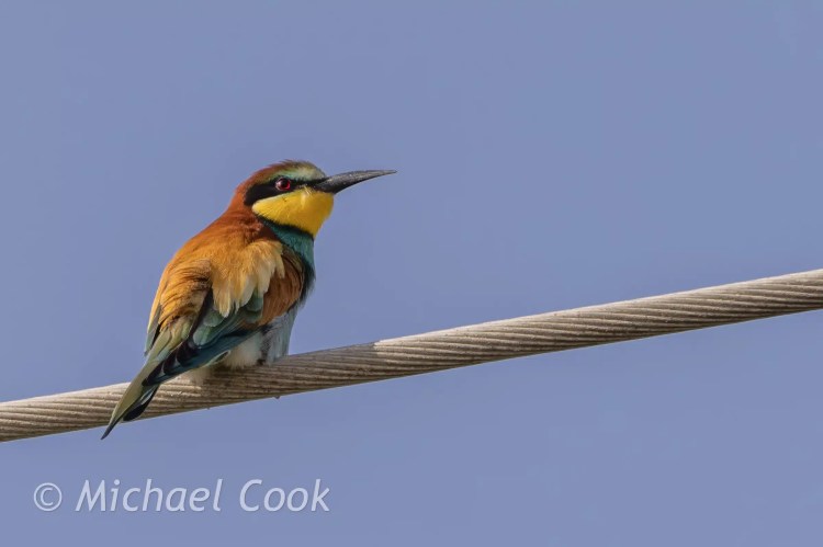 European Bee-eater perched on a wire at Lake Quarun, Egypt. Colorful bird with blue sky background.