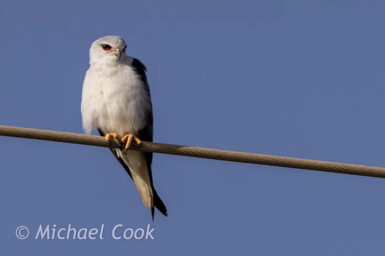 White-tailed Kite perched on a wire at Lake Quarun, Egypt. Red eyes, yellow talons.