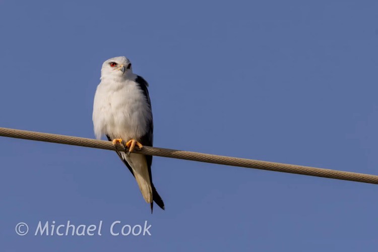Black-shouldered kite perched on a wire against a blue sky at Lake Quarun, Egypt. Birding location.
