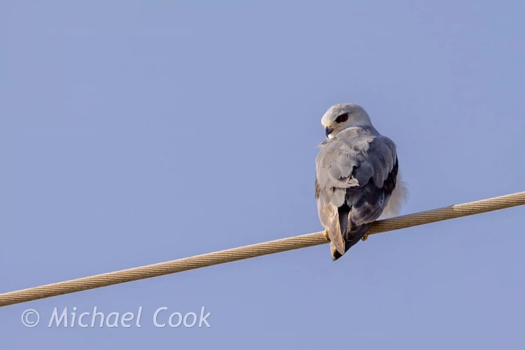 Grey bird with red eyes perched on a wire. Lake Quarun birding, Egypt.