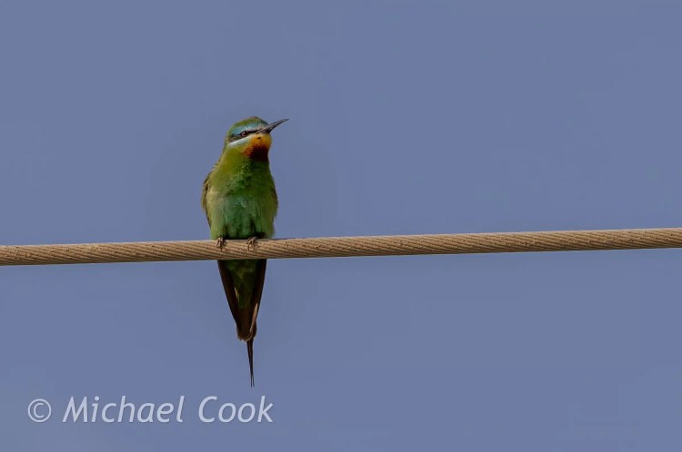 Blue-cheeked Bee-eater perched on a wire at Lake Quarun, Egypt. Birding in Egypt.