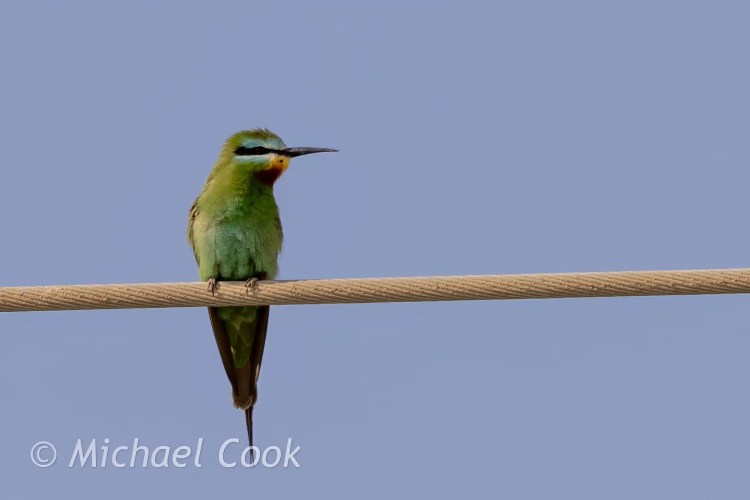 Green bee-eater perched on a wire at Lake Quarun, Egypt.