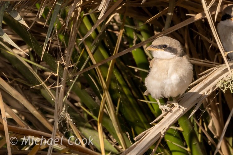 Birding Lake Quarun: Isabelline Shrike perched in reeds, Egypt.