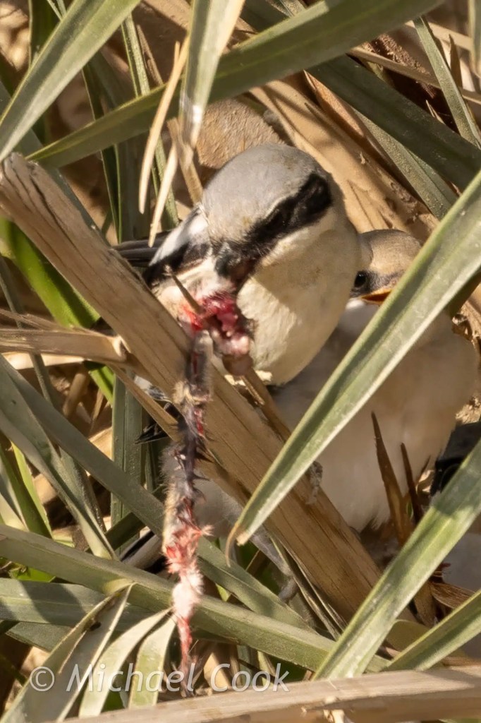 Shrike feeding its young a bloody kill in nest, Lake Quarun, Egypt. Birding photo.