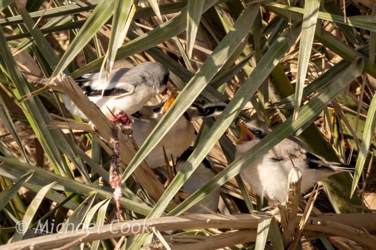 Adult shrike feeding chicks in nest at Lake Quarun, Egypt.