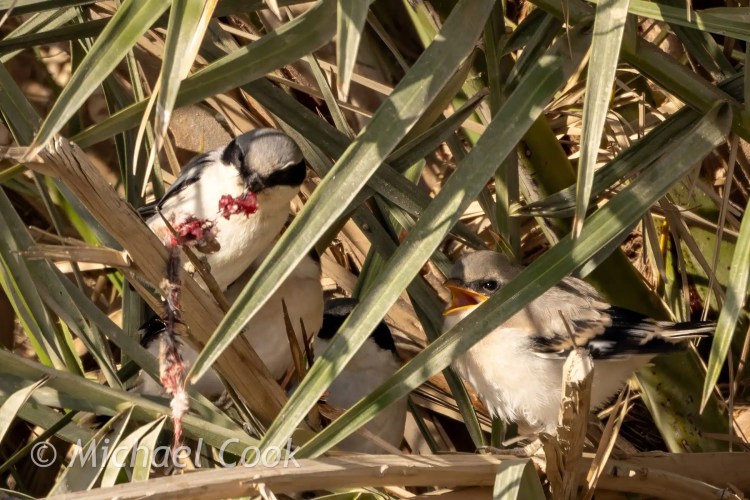 Birding Lake Quarun: Gray shrike feeding young birds in a nest.