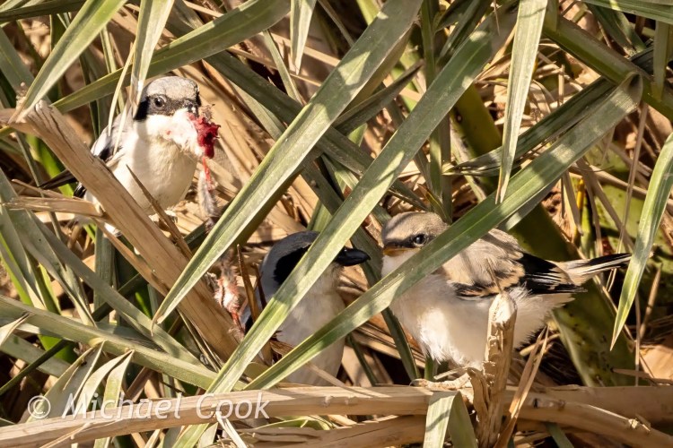 Lake Quarun, Egypt birding: Three masked shrike birds, one with prey, perched in reeds.