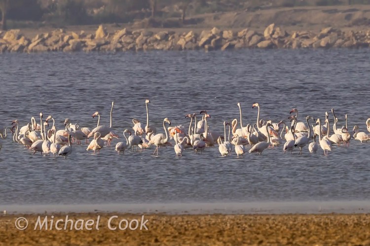 Flamingos wading in Lake Quarun, Egypt
