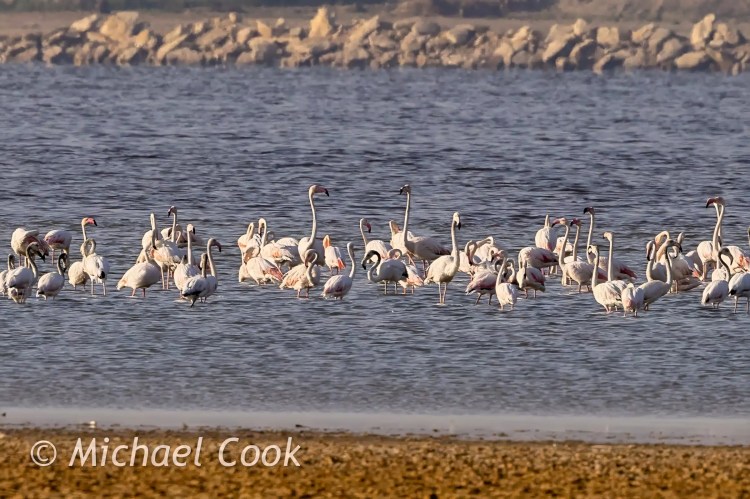 Flamingos wading in Lake Quarun, Egypt. Birding hotspot.