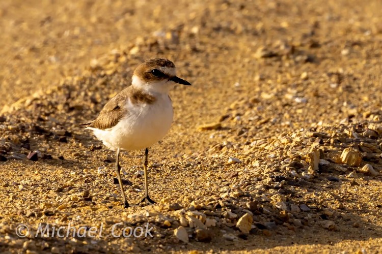 Kentish plover at Lake Quarun, Egypt. Small bird with brown and white plumage.