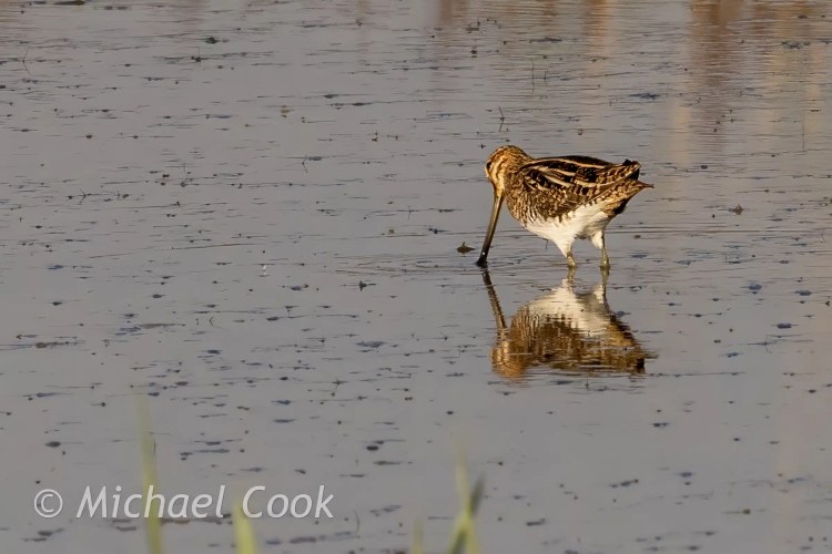Snipe bird foraging in the shallows of Lake Quarun, Egypt.