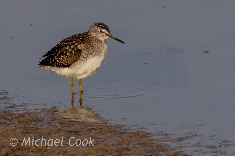 Wood Sandpiper wading in Lake Quarun, Egypt. Birding at a beautiful lake.