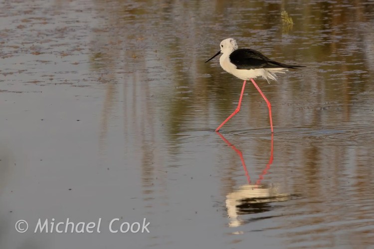 Black-winged stilt wading in Lake Quarun, Egypt. Birding in Egypt.