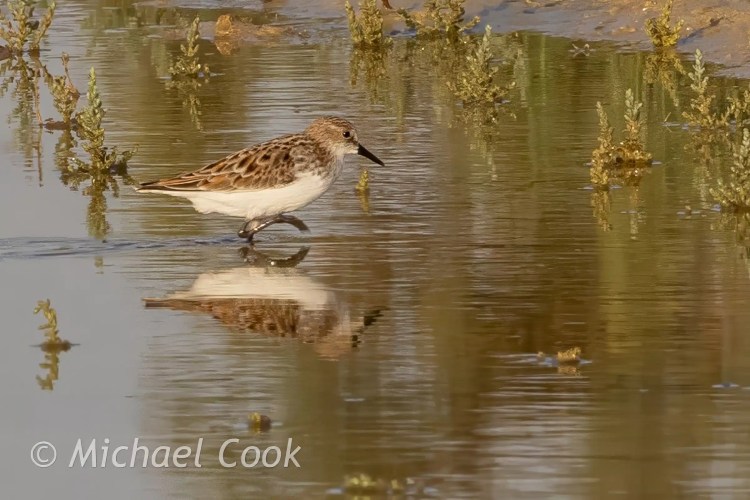 Little stint wading in Lake Quarun, Egypt. Birding photo.