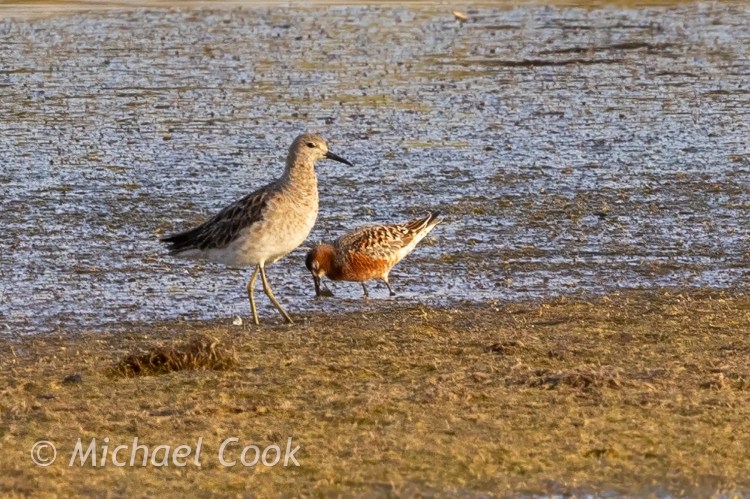 Shorebirds at Lake Quarun, Egypt: A sandpiper stands next to a reddish knot foraging.