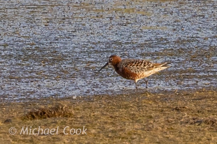 Dunlin bird foraging in the shallows of Lake Quarun, Egypt. Birding image.