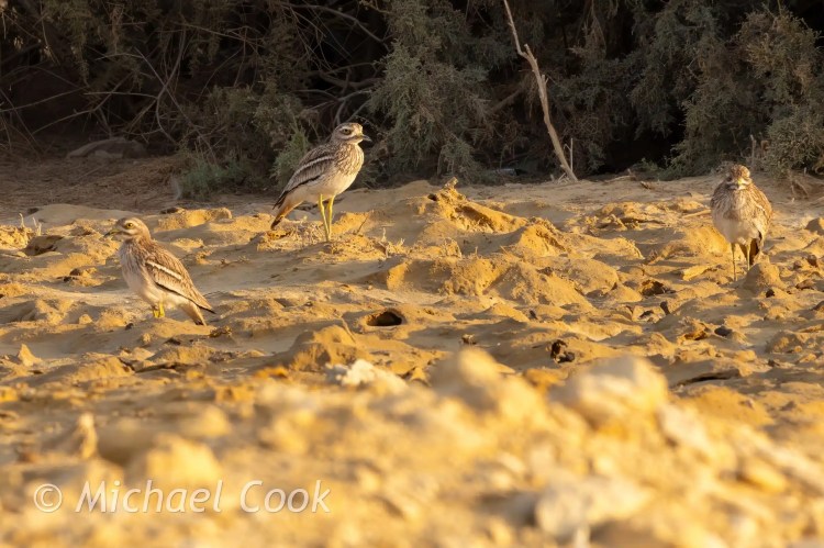 Three Stone Curlews in golden light near Lake Quarun, Egypt.