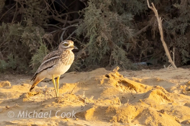 Stone Curlew at Lake Quarun, Egypt. Bird stands on sandy ground with green brush in the background.