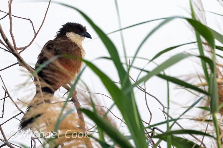Senegal Coucal at Lake Quarun, Egypt. Bird perched on branch with reeds in foreground.