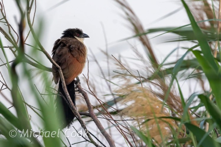 Coucal bird perched in reeds at Lake Quarun, Egypt. Birding in Egypt.