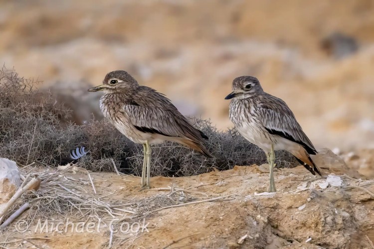 Two Stone Curlews at Lake Quarun, Egypt, blending into the desert landscape.