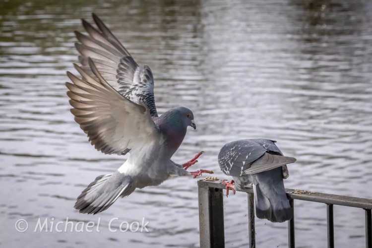 Pigeon taking flight at Hogganfield Loch, Glasgow