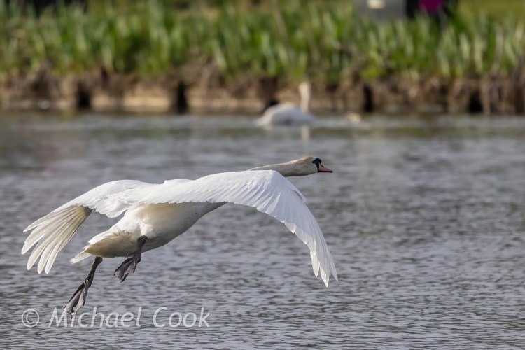Swan in flight over Hogganfield Loch, wings spread, capturing a moment of photography at Hogganfield Loch.