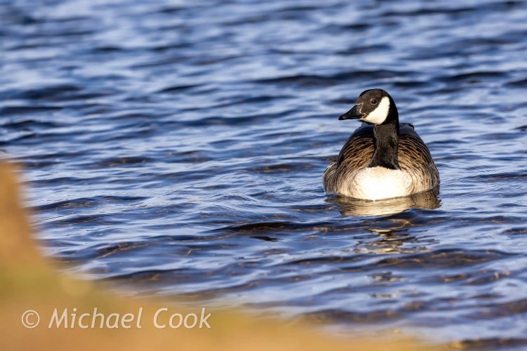 Canada goose swimming in Hogganfield Loch, Glasgow.