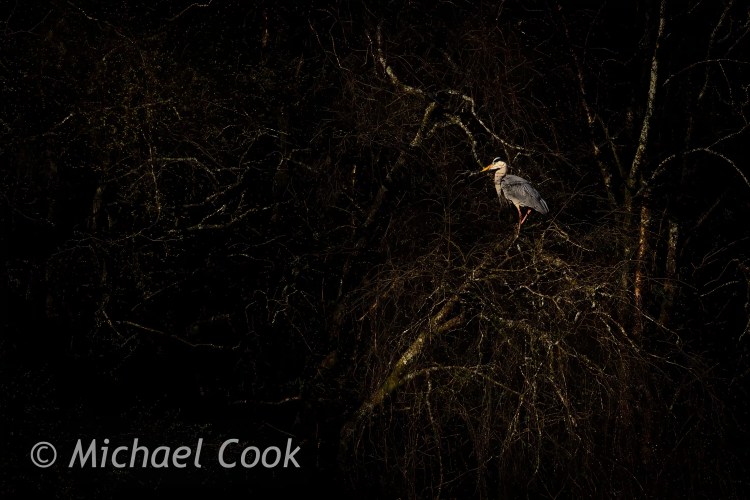Grey heron perched on a branch at Hogganfield Loch.
