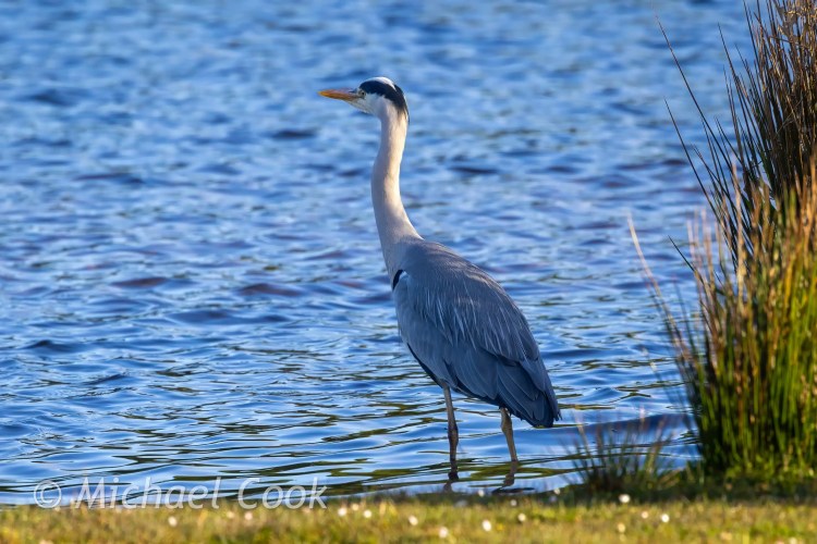 Grey heron wading in Hogganfield Loch, Glasgow. Bird photography.